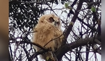 Las aves de nuestro Colegio